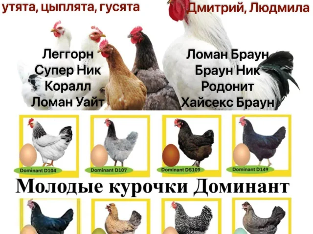 Фото: 🐔🦆🪿🐥🐣🐔РЕАЛИЗУЕМ КУР НЕСУШЕК и другую с/х птицу в зависимости от сезона