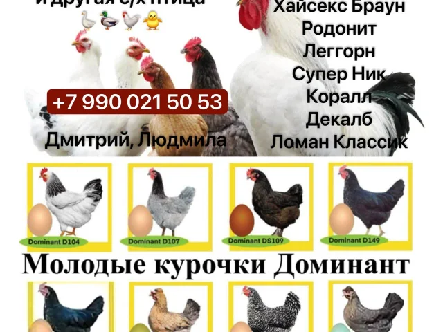 Фото: 🐔РЕАЛИЗУЕМ КУР НЕСУШЕК и другую с/х птицу🐓🐥🦆🪿