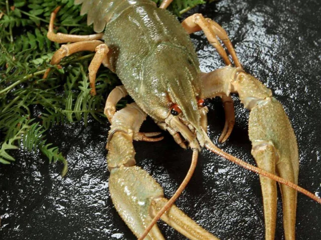Фото: ЖИВЫЕ РАКИ🦞🦞🦞