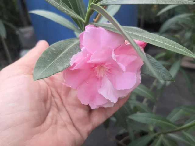 Фото: Продам подросшие красивые 🌺Олеандры🌸 . Крупные растения от метра ростом. Растения привыкшие к нашему климату - живут и р