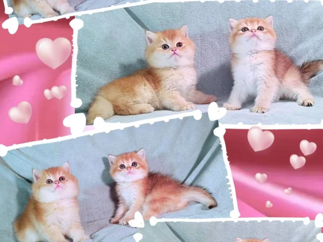 Фото: 🔥ВЫСОКОПОРОДНЫЕ КОТЯТА🔥
