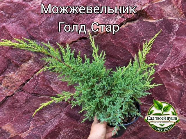 Фото: ✨ Можжевельник «Голд Стар» — яркий акцент для вашего сада! 🌿