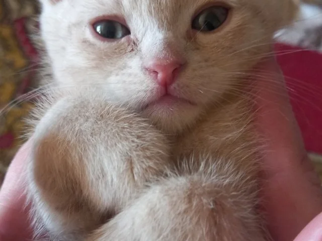Фото: Вaшeму вниманию пpедлагаются шотландскиe котятa.🐾