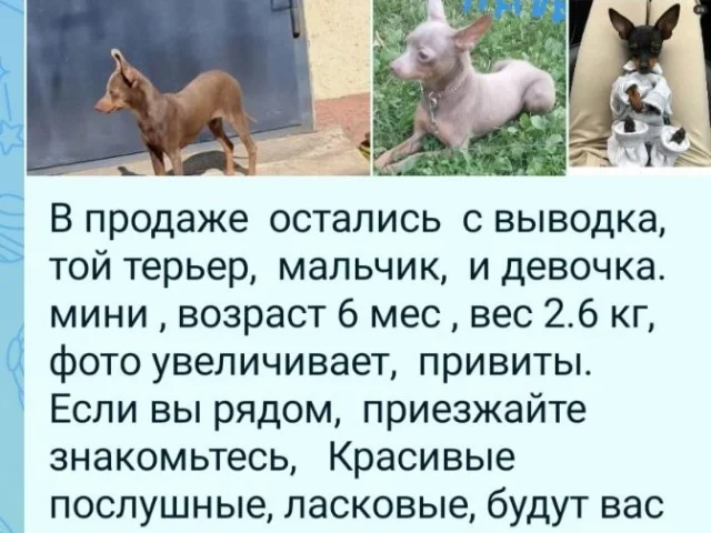 Фото: Мелитополь цена 17 тысяч