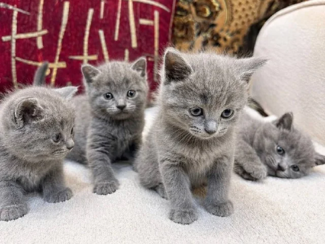 Фото: Британские короткошёрстные котята цена 6000₽Есть доставка по лнр