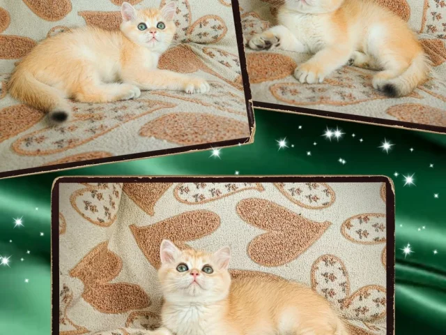 Фото: 🔥ВЫСОКОПОРОДНЫЕ КОТЯТА🔥