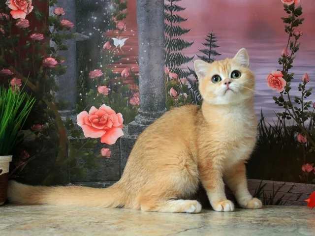 Фото: Золотая шиншилла 🌟 🌟 отборное разведение " Elite cat " ❤️Bri ny12 girl - золотая завуалированная Британская шиншилла ❤️❤