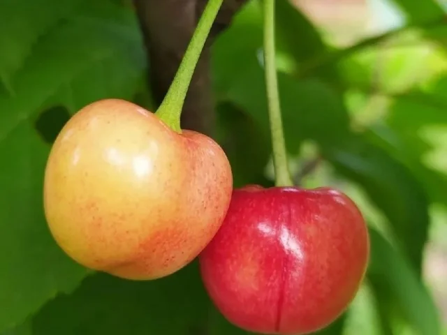 Фото: УВАЖАЕМЫЕ САДОВОДЫ🧑‍🌾