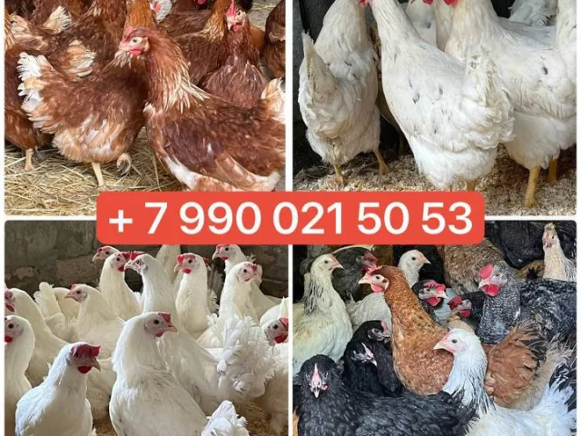 Фото: 🐔🥚Реализуем кур несушек и другую с/х птицу🐥🐓🪿🦆