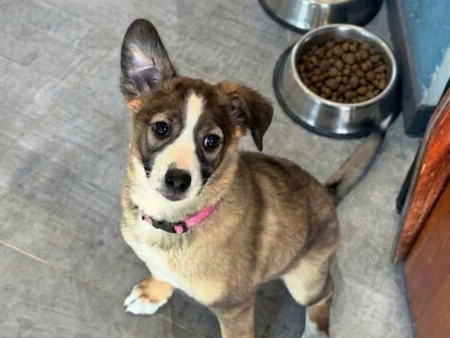 Фото: 🐶 Щенок ищет дом!