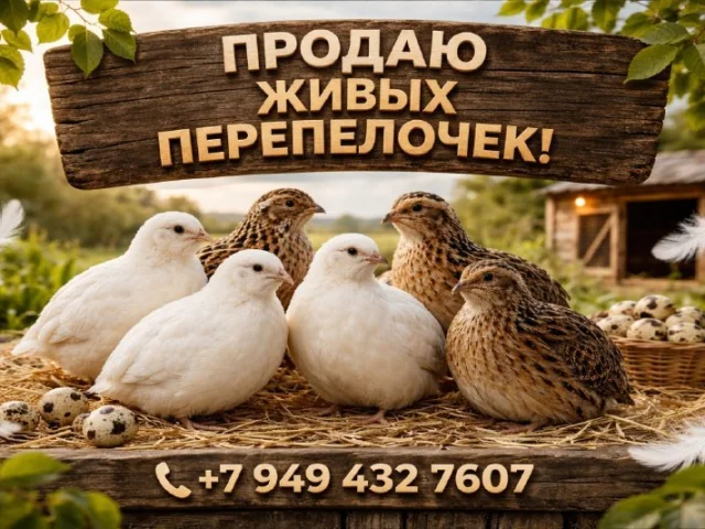 Фото: Предлагаю перепелов от домашнего хозяйства. Птица выращена в хороших условиях, ухоженная и активная. Есть Техасец и Фени