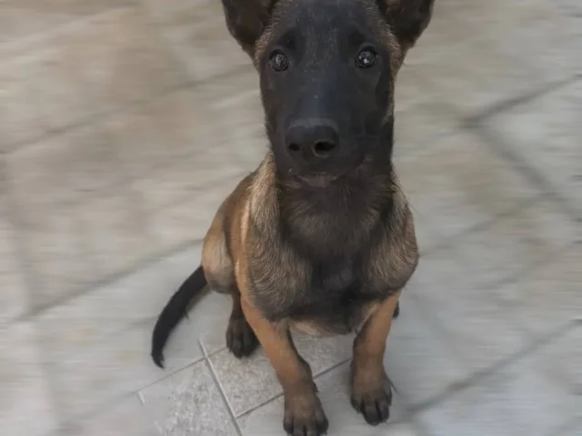 Фото: Продается прекрасная девочка 🐾Бельгийской овчарки Малинуа,