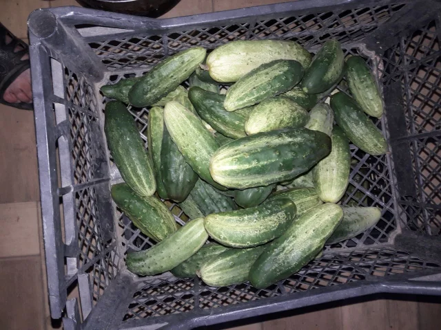 Фото: Продам сортовые огурцы (не гибриды). Выращиваем для себя, продаём излишки. Сейчас есть 4 кг. 80р за кг. Луганск, восток