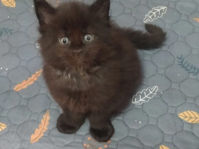 Фото: Готова к продаже девочка породы мейн-кун из питомника Ecstatic Soul (WCF) 🐱