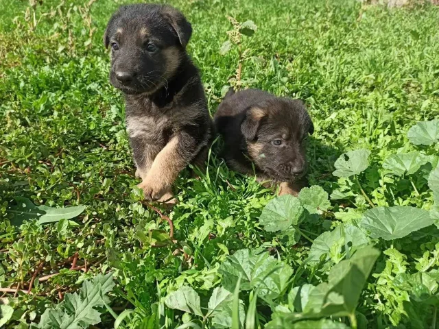 Фото: ПРОДАЮТСЯ ЩЕНКИ НЕМЕЦКОЙ ОВЧАРКИ 🐕