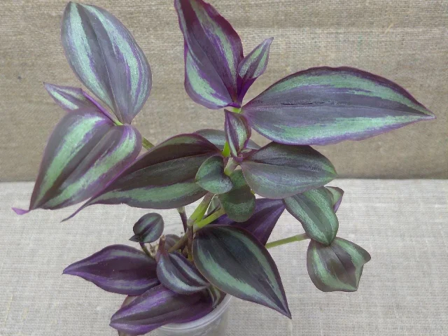 Фото: 🌿Продам растения🌿Традесканция🌿200р🌿Донецк🌿Ворошиловский🌿Передам🌿🌿