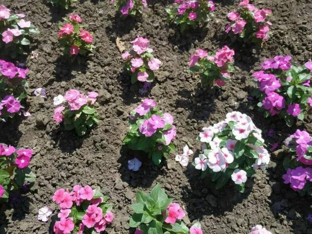 Фото: Продам рассаду катарантуса - лучший однолетник для жаркого лета, прекрасно подходит как для открытого грунта,так и для к