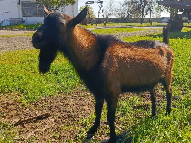 Фото: Продам племенного козла 🐐 100% Чех(альпиец ).Возраст 2 года, генетически комолый. Характер спокойный. Был привезён из Ро
