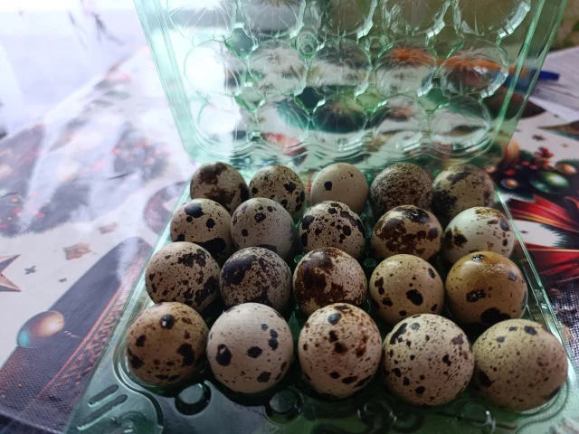 Фото: Продам перепелиные яйца