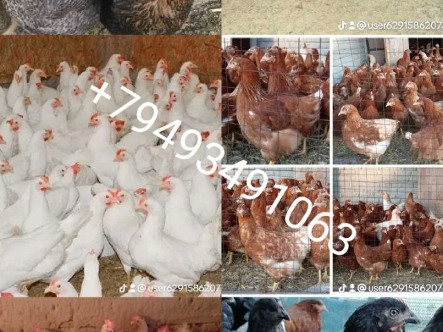 Фото: В продаже молодняк несушек разных пород и кроссов!