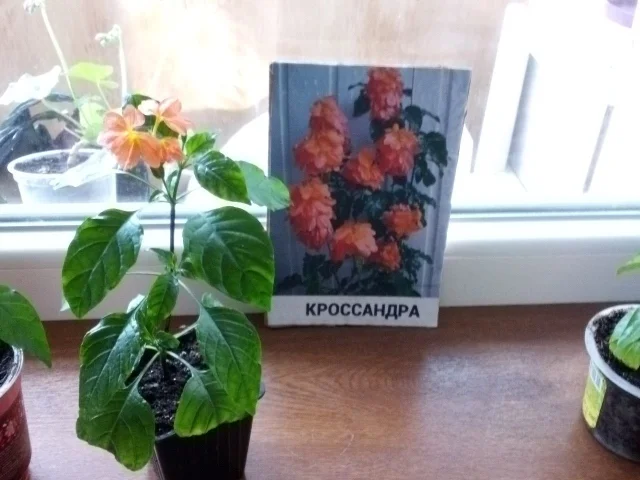 Фото: Продаются укоренённые отростки комнатного цветка крассандра по 300 руб.Г.Луганск,кв Солнечный,тел..На третьем фото взрос