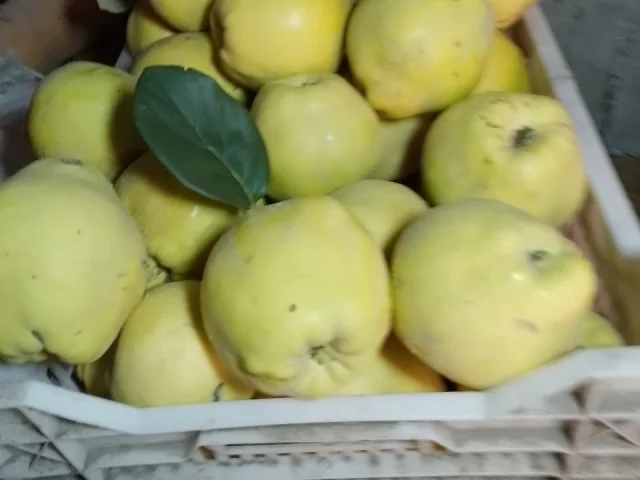 Фото: Продам айву 50 руб.кг.крупная и очень крупная.Мангуш