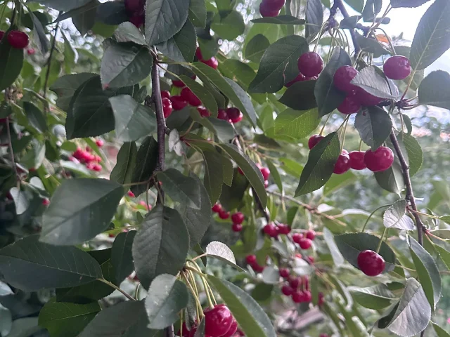 Фото: Продам вишню, 250 руб кг, самовывоз Луганск