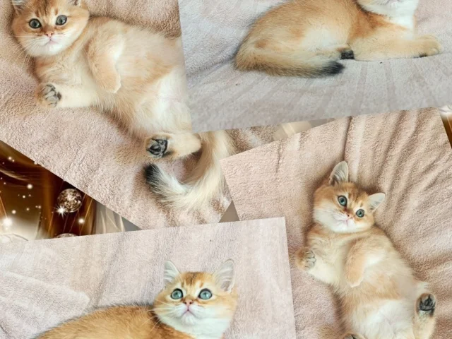Фото: ЗОЛОТЫЕ БРИТАНСКИЕ КОТЯТА 🥰🥰🥰