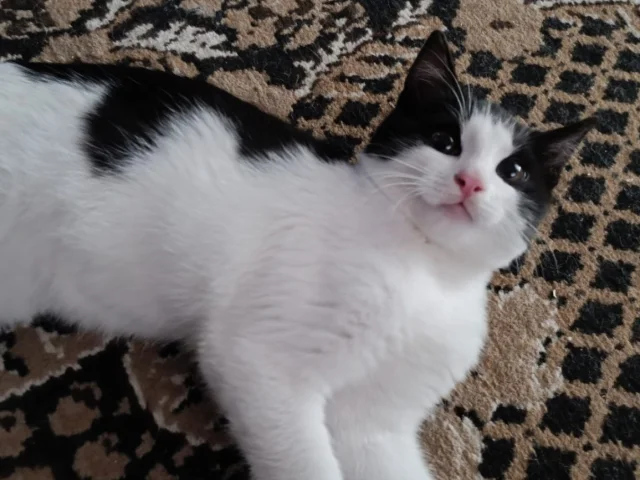 Фото: Котенок в добрые руки мальчик