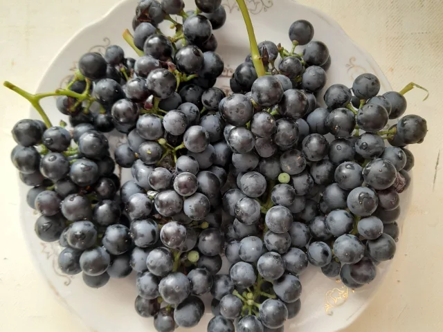 Фото: Продам синий винный виноград. На вино или сок, сладкий и вкусный. 90 руб.за кг. Луганск, Городок
