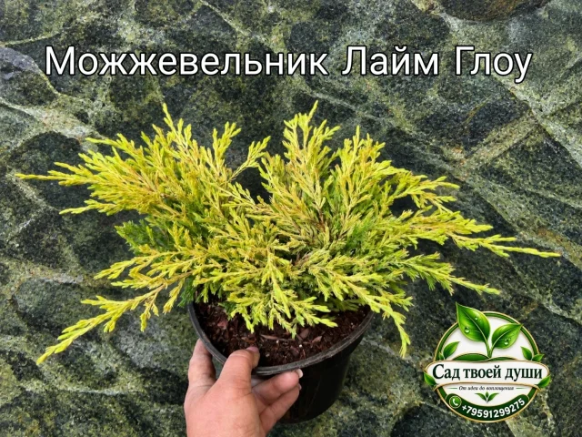 Фото: 💚 МОЙ ЛЮБИМЫЙ «ХАМЕЛЕОН» 😍