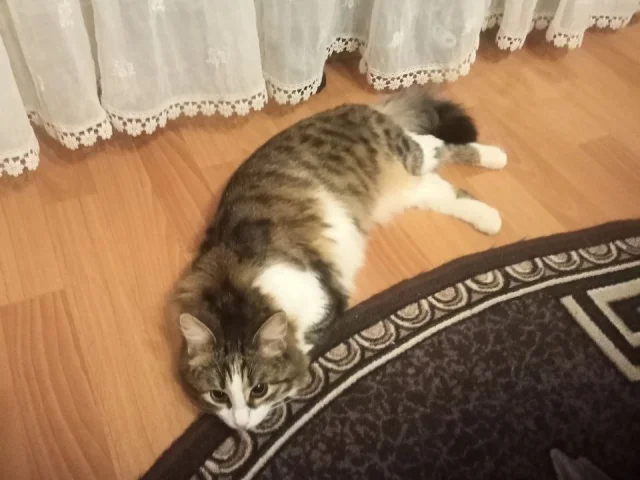 Фото: Отдам в хорошие руки котёнка, девочка, ласковая, 1 год, стерилизованная, приучина к лотку, по мимо корма, кушает всё, иг