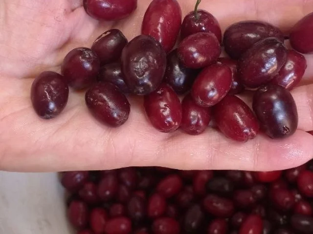 Фото: Продам кизил спелый, крупный. Цена 300 рублей/кг.  Тел . Донецк, Буденновский район,ВАЗ. Самовывоз