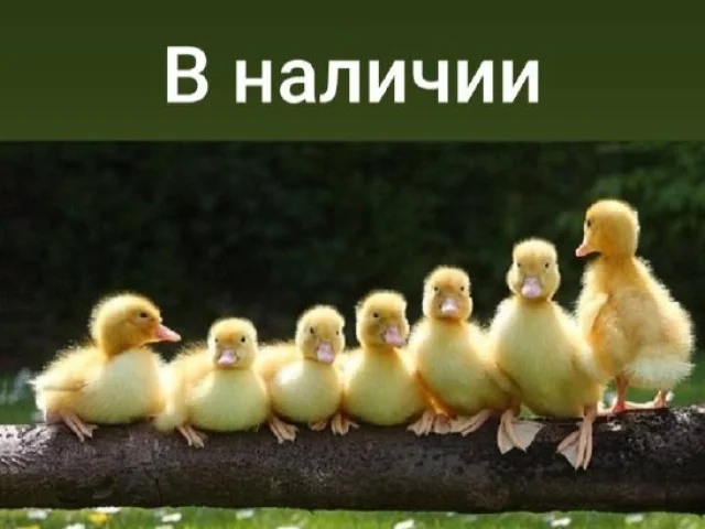 Фото: 🐔РЫЖИЕ несушки Ломан Браун, Браун Ник - топовый яичный кросс
