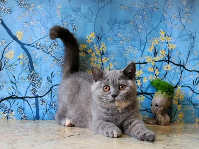 Фото: 😊 классическая британская девочка 😊 Свободная 💘Elite Cat 💘 Британская плюшевая  голубокремовая  девочка ( красивейчая  ч