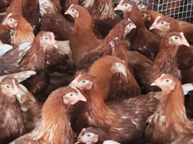 Фото: Продам молодых курей по 450 руб, ЛОМАН БРАУН И БЕЛОРУСЬ 9(ЛЕГОРНЫ!!!! КУРАМ ПО 5.5-6 МЕСЯЦЕВ! ДОСТАВКИ НЕТ! САМОВЫВОЗ! Т