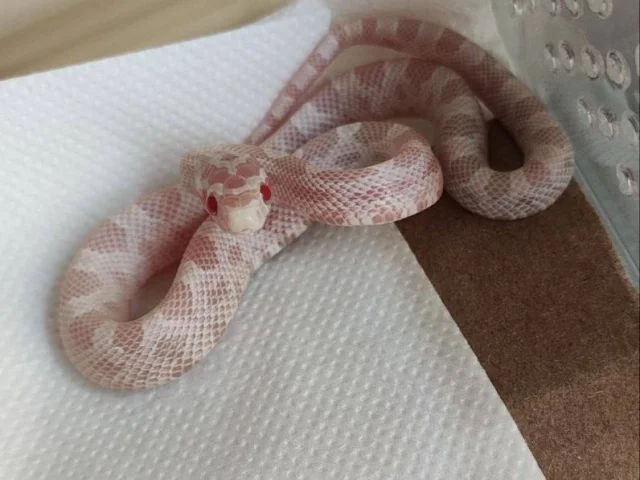 Фото: В продаже маисовый полоз 🐍