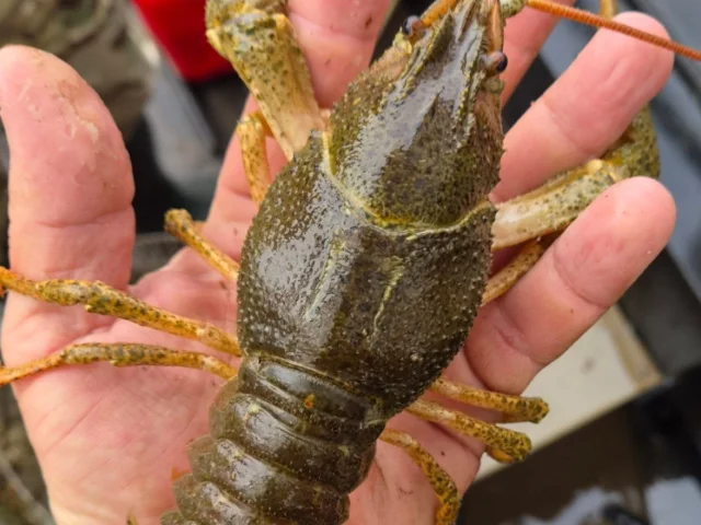 Фото: Продам живого РАКА🦞