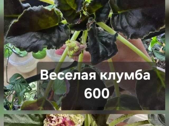 Фото: Продам свои комнатные растения