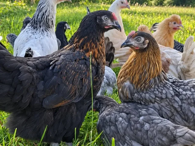 Фото: Продам курей несушек