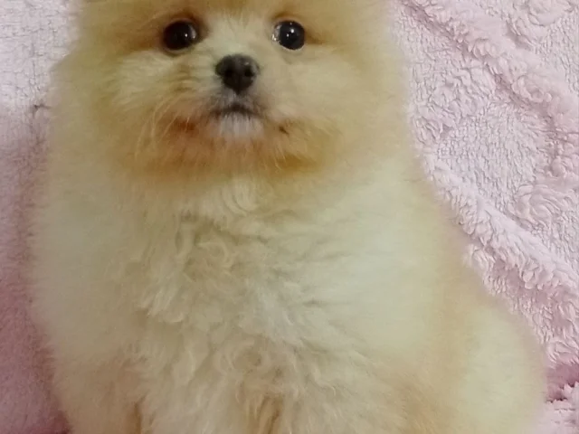 Фото: Малыши ПОМЕРАНСКОГО ШПИЦА. ВСЯ НЕОБХОДИМАЯ ИНФОРМАЦИЯ ПО ТЕЛЕФОНУ , , Цена 20 т. рублей