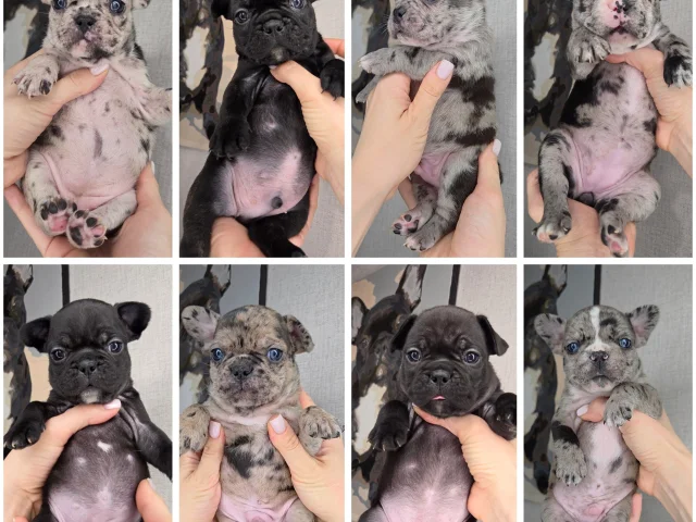 Фото: Щенки французского бульдога 🐶