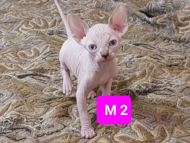 Фото: ‼️СПЕШИТЕ‼️‼️ КОТЕНОК МАЛЬЧИК (КАНАДСКИЙ СФИНКС )😻😻😻‼️‼️ РодилСЯ 15 мая 2026г., живет вместе с родителями. К моменту про