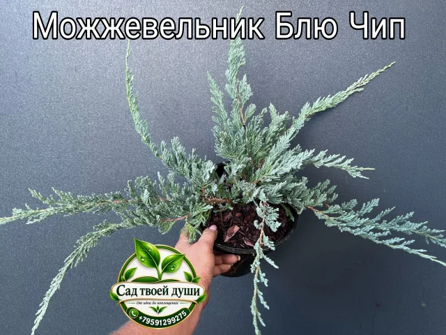 Фото: 🌿 МОЖЖЕВЕЛЬНИК «БЛЮ ЧИП» — ГОЛУБАЯ КРАСОТА ДЛЯ ВАШЕГО САДА 💙
