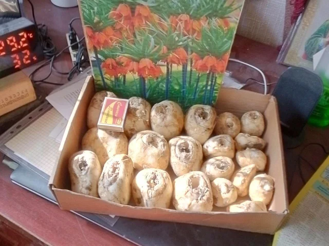 Фото: Продаются луковицы рябчика императорского.Большие по 200 руб.за штуку,меньшие по 100 руб.Луганск,кв.Солнечный,тел