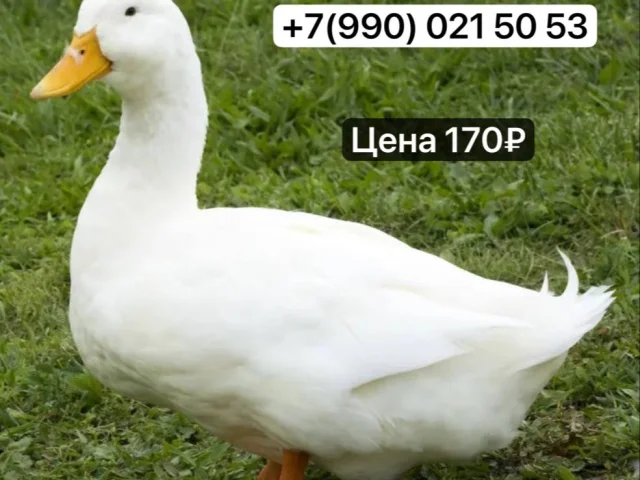 Фото: 🦆 Утка белая бройлерная