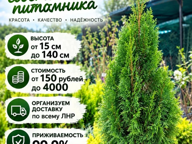 Фото: 🌲 ТУИ ОТ СОБСТВЕННОГО ПИТОМНИКА! ЦЕНЫ, КОТОРЫЕ ПРИЯТНО УДИВЯТ! 💚