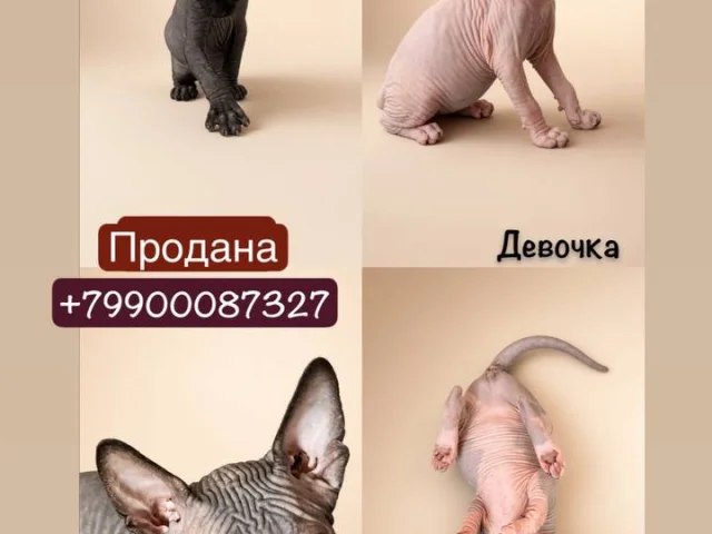 Фото: КАНАДСКИЙ СФИНКС
