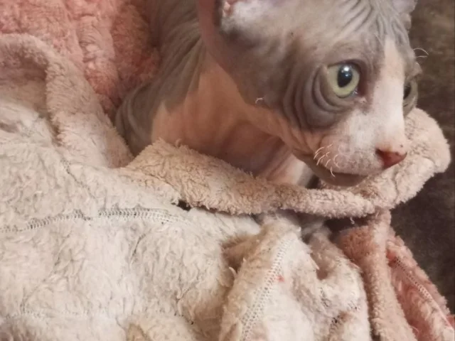Фото: Продам котёнка 🐈 Канадский сфинкс, мальчик родился 22.06.2026. Активный малыш, кушает сухой и влажный корм, в туалет ход