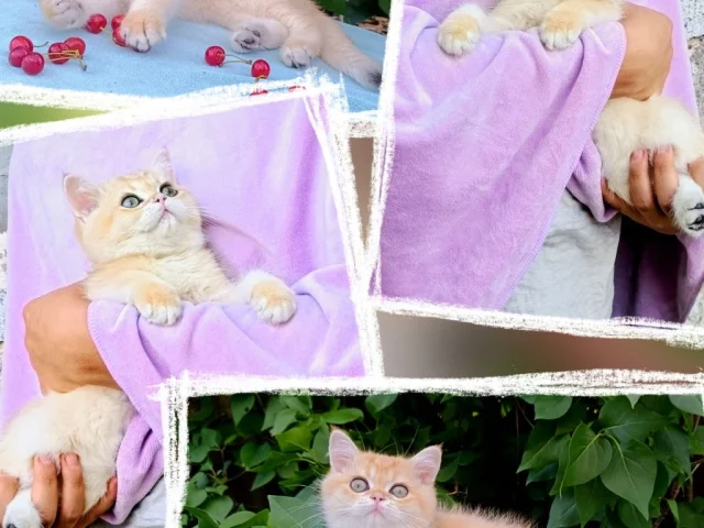 Фото: 😻😻😻 ПОРОДИСТЫЕ БРИТАНСКИЕ ЗОЛОТЫЕ КОТЯТА 🔥